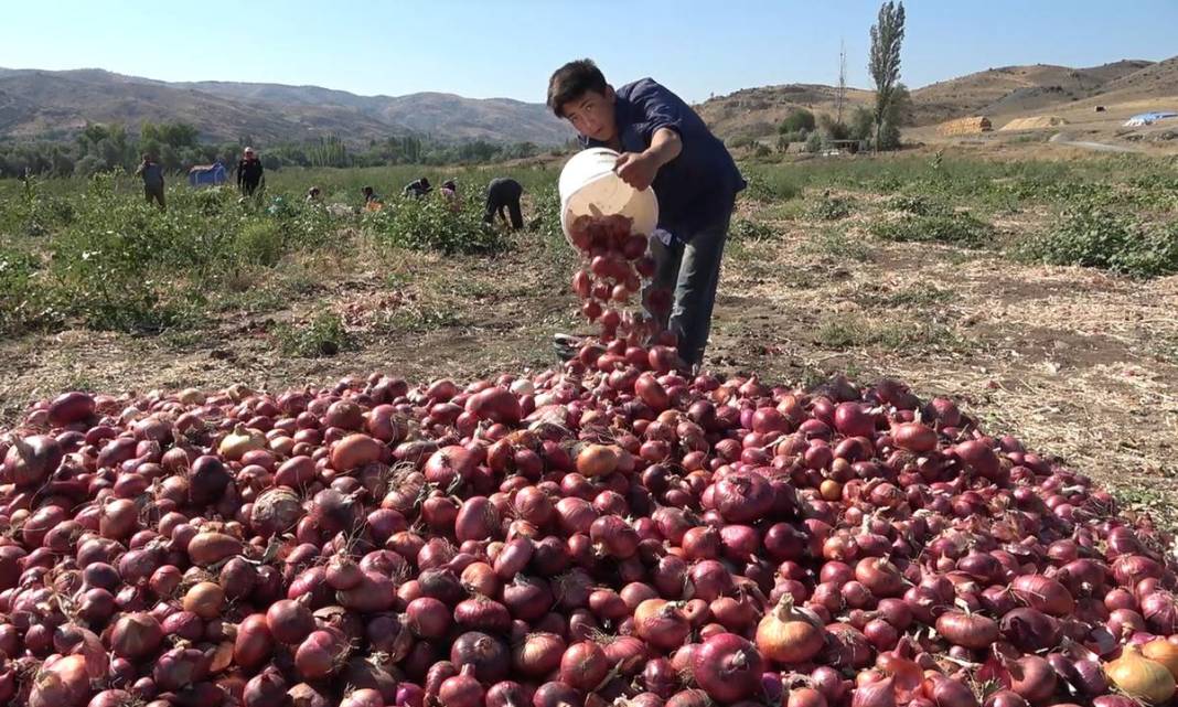 Bu köyde yaşayanlar paraya para demiyorlar! Topraktan adeta para fışkırıyor: Tescilli sebze, sadece orada yetişiyor 7